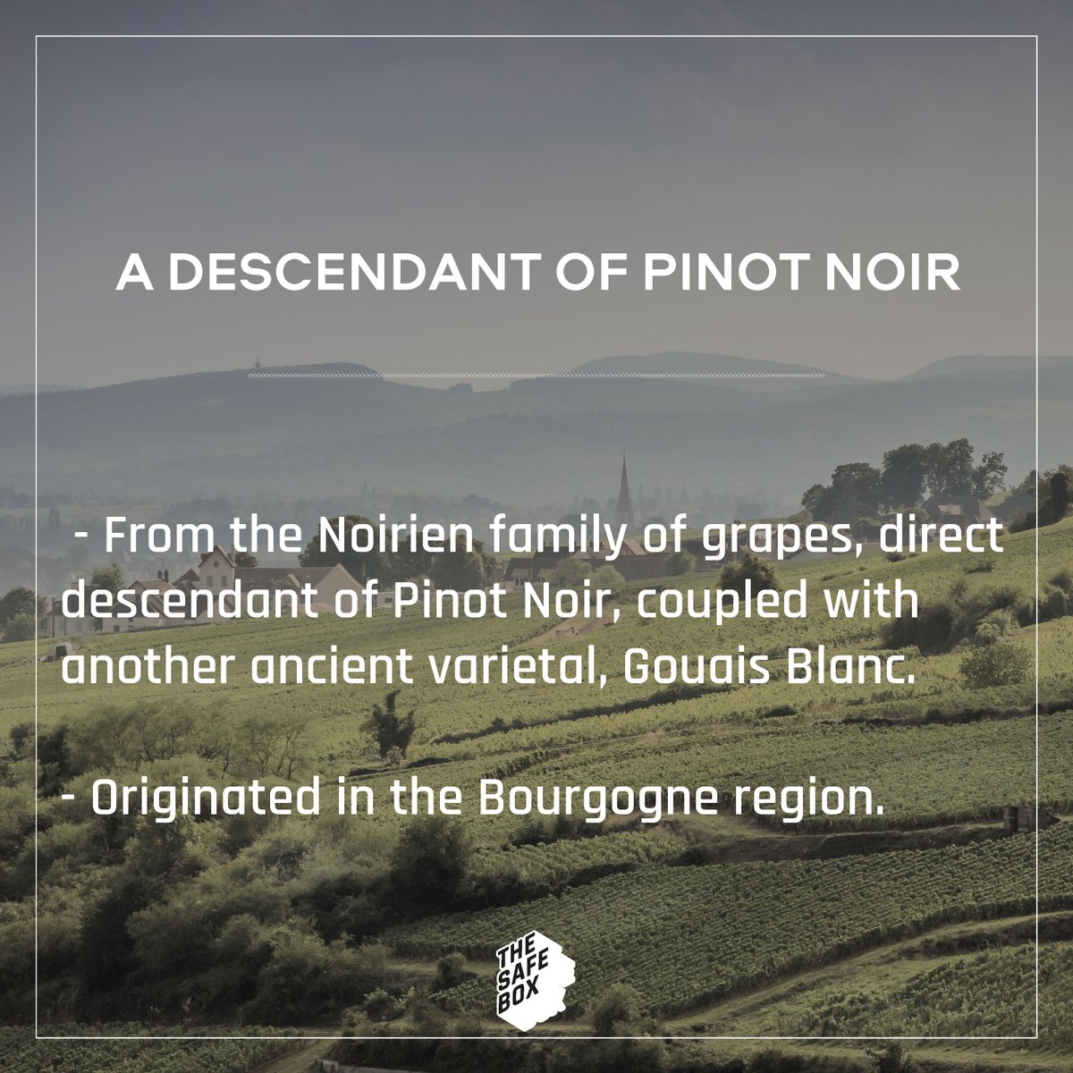 TheSafeBoxNFT's tweet photo. Going further... 
Know more about #Chardonnay, the golden varietal from #Bourgogne 

#NFT #blockchain #innovation #wine #grapevariety https://t.co/ezq8hDqsOs