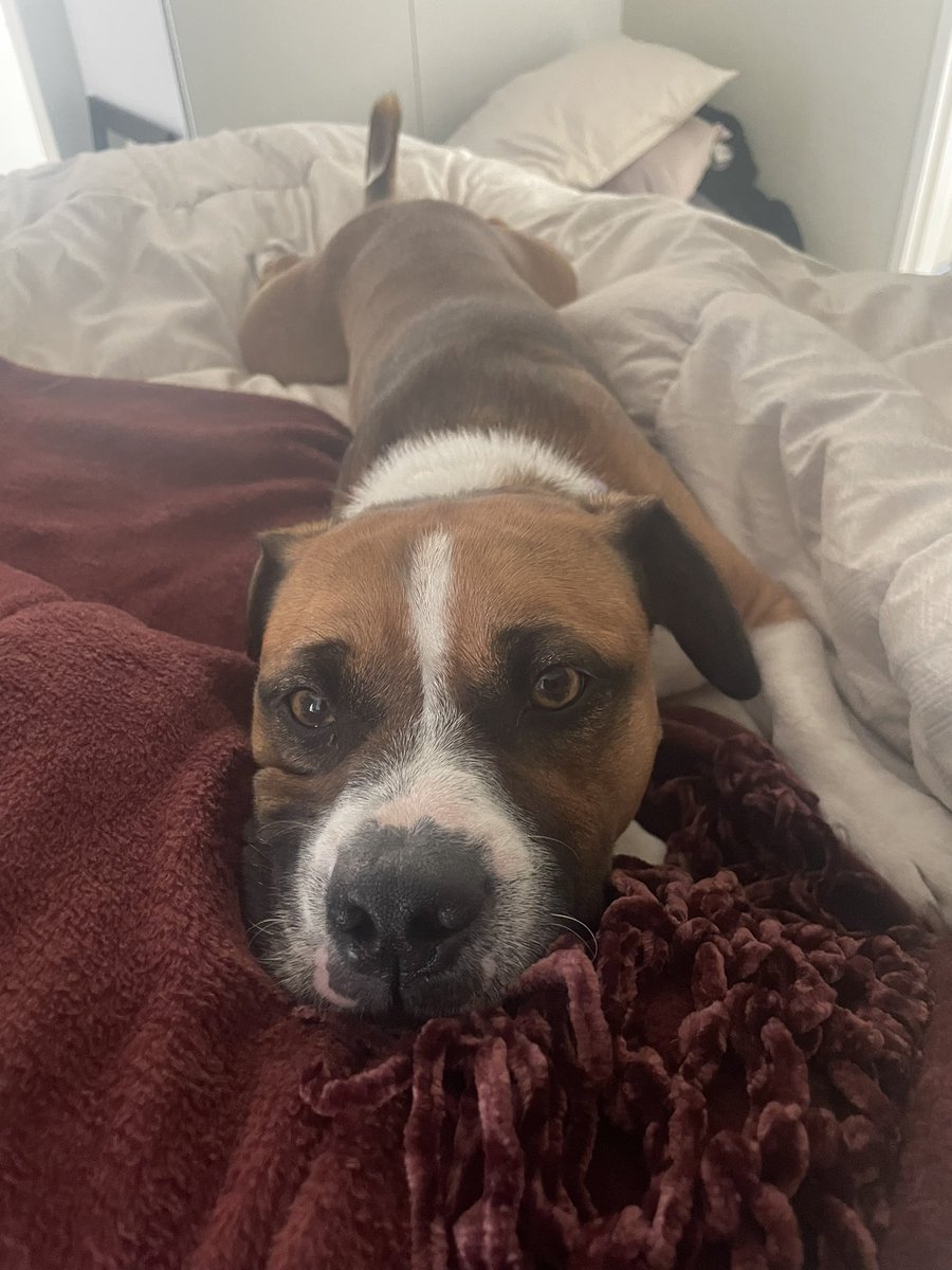 sometimes mondays are ruff