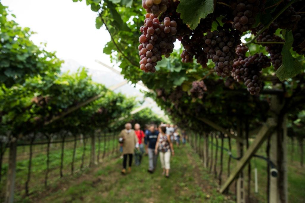 VinoDolomiti tweet media