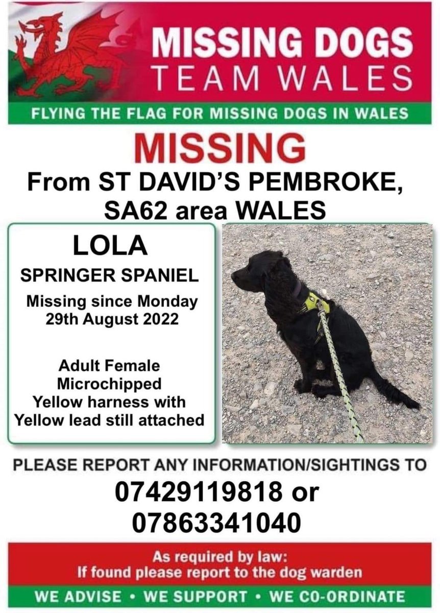 ‼️URGENT ‼️ LOLA SPOOKED BY LOUD NOISES IS #MISSING IN #StDavids AREA #PEMBROKESHIRE #SA62 ‼️SINCE MONDAY 29/8/22 🆘YELLOW HARNESS AND LEAD ATTACHED🆘 CHIPPED ‼️UNFAMILIAR TO THE AREA ‼️ m.facebook.com/groups/1919091… @StDavidsRNLI @StDavidsCardiff @RadioPembs @MissingPetsGB @bs2510