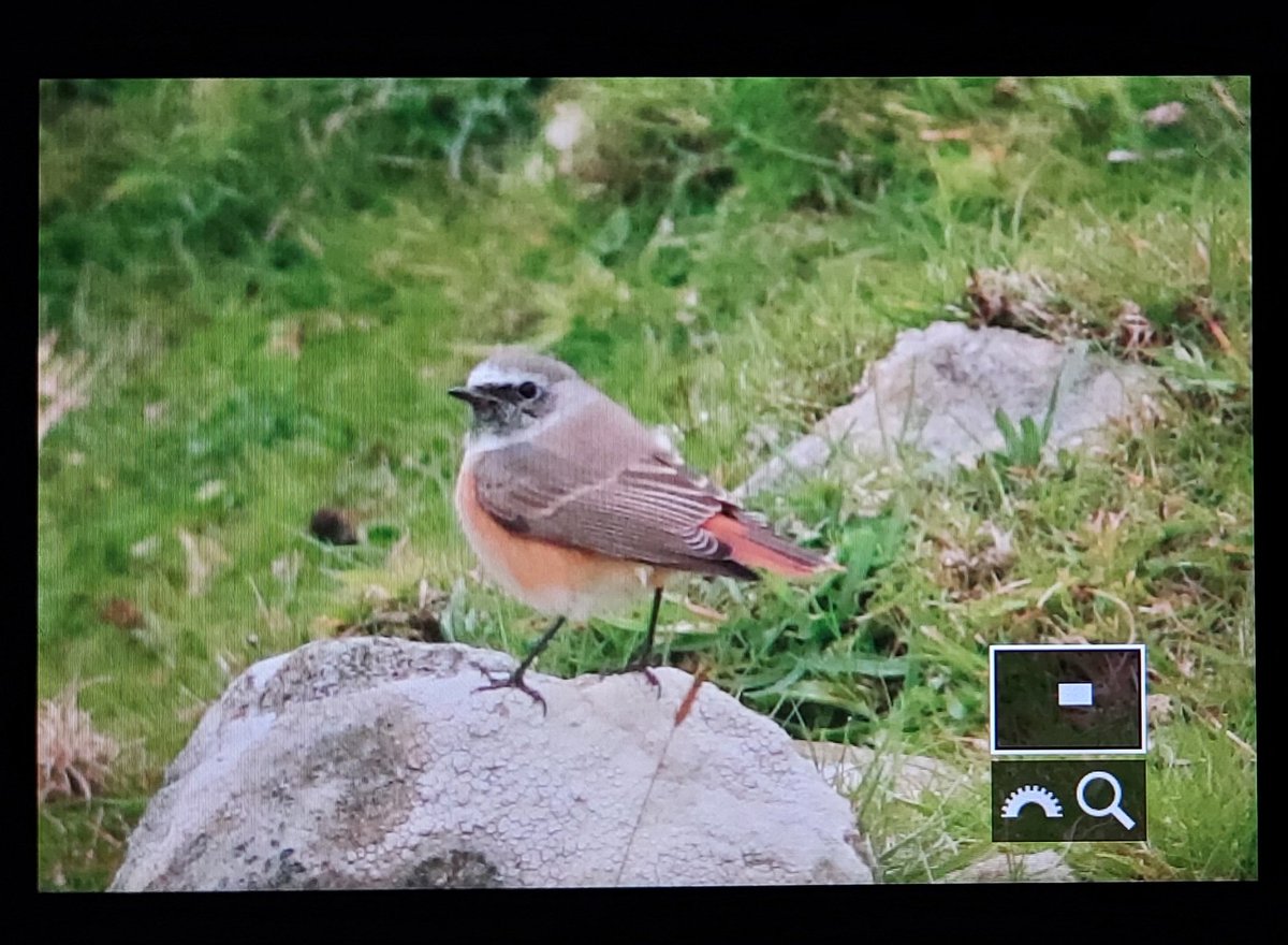 Markthebirder's tweet photo. First time on #Fetlar today - with the mrs and friends so not birding per se but male Redstart dropped in on rocks, juv Ruff in a grass field did an annoying 'giant B-b Sand' impression at distance, and two Minkes fed offshore. Earlier, found an active Otter holt - a good day! https://t.co/mdnEVgFSRu