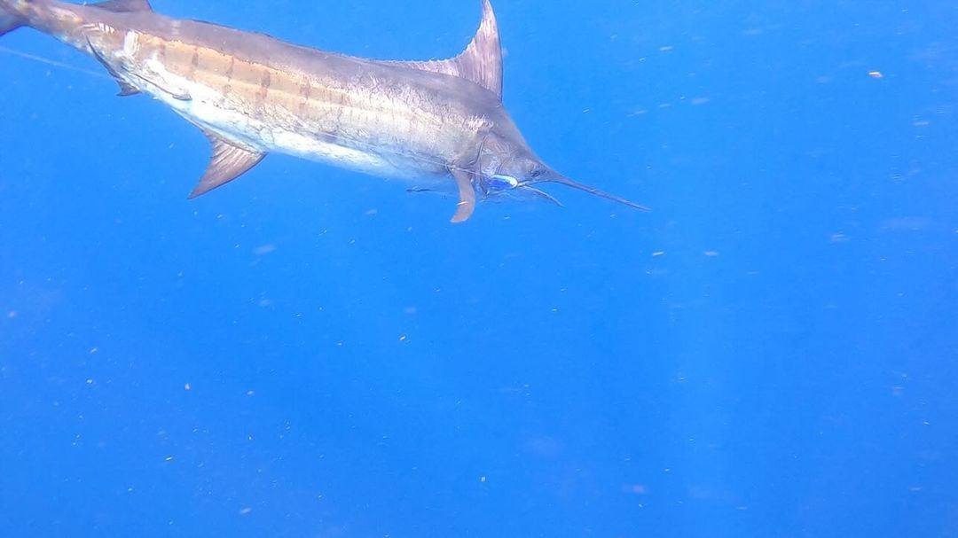 BillfishReport's tweet photo. Hyannis, MA - First Light went 3-3 on Blue Marlin. #BlueMarlin https://t.co/6iD5e6zghy