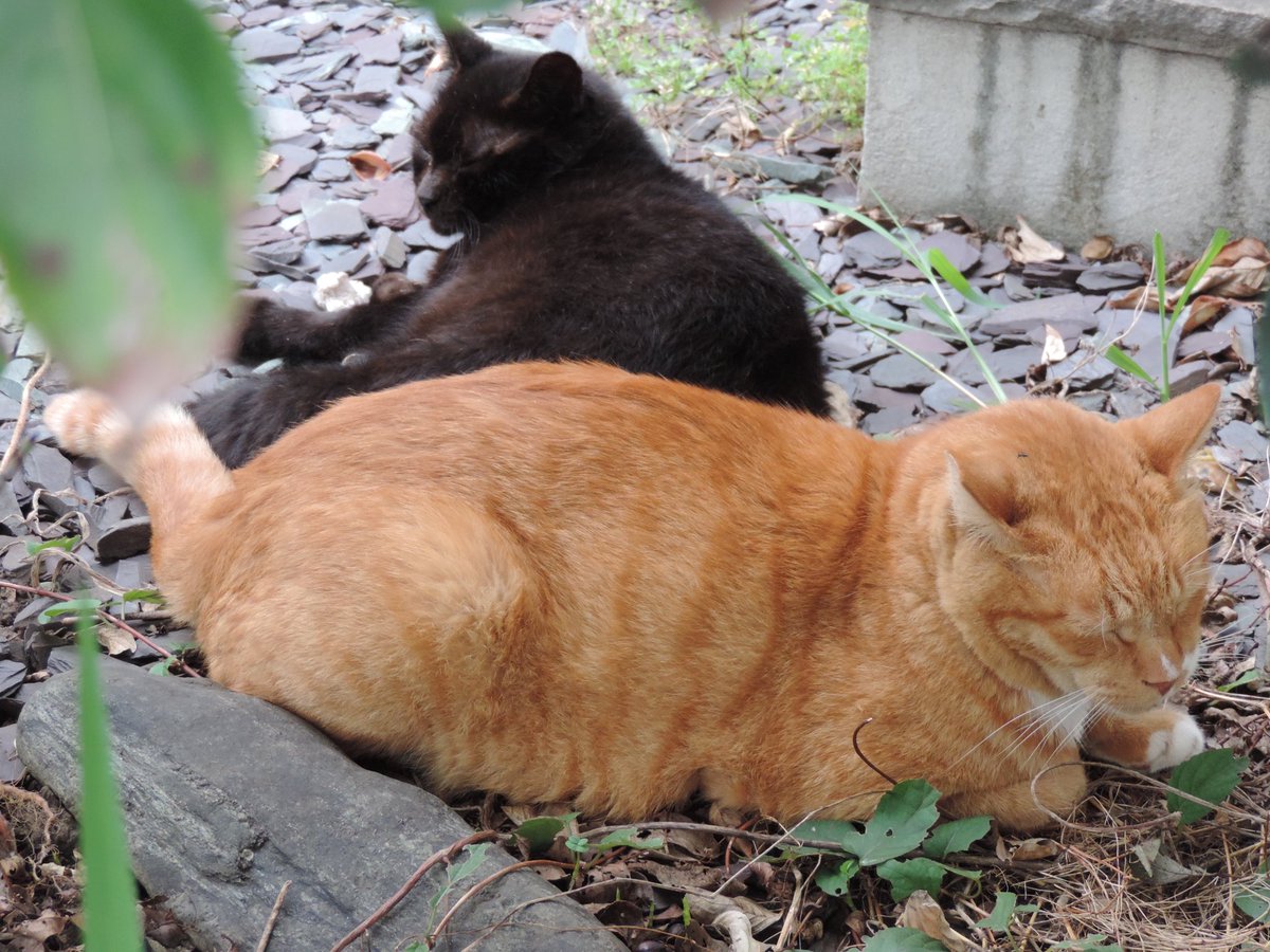 تويتر 野猫 البحث في تويتر