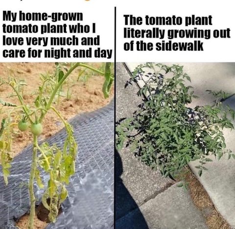 PrepLeak's tweet photo. 🍅I’ve seen this so many times. #tomatoes #gardening #prepperlife (📸Reddit) https://t.co/chwC6VhoRn