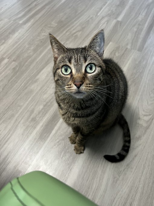 babycatness