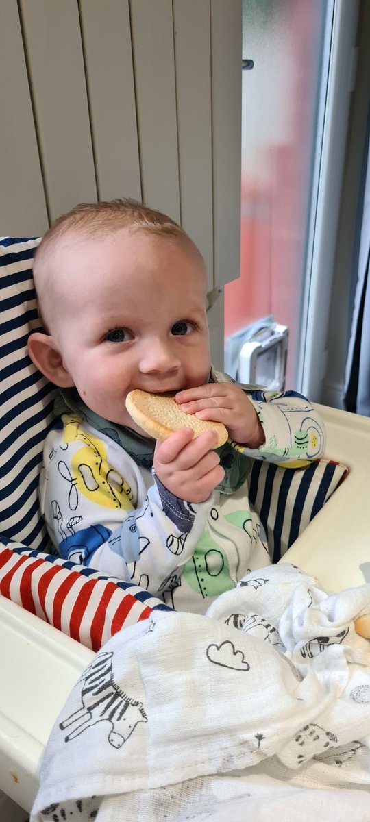 It might be as big as his head, but this one loved his first try of rusks!

#baby #babyfeeding #weaning #whatbabyeats #firstfoods #babyled #babyledweaning #farleysrusk @FarleysRusksUK