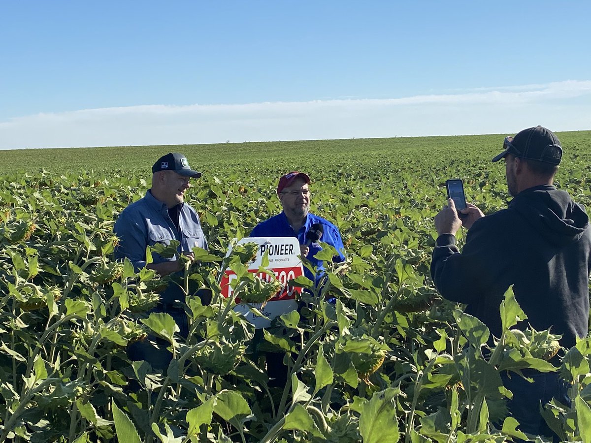 agronomist09's tweet photo. Stop #1 of the #RRFN crop tour by Strausburg ND. #pioneerseeds #pioneersunflowers https://t.co/XVOkzjU14x