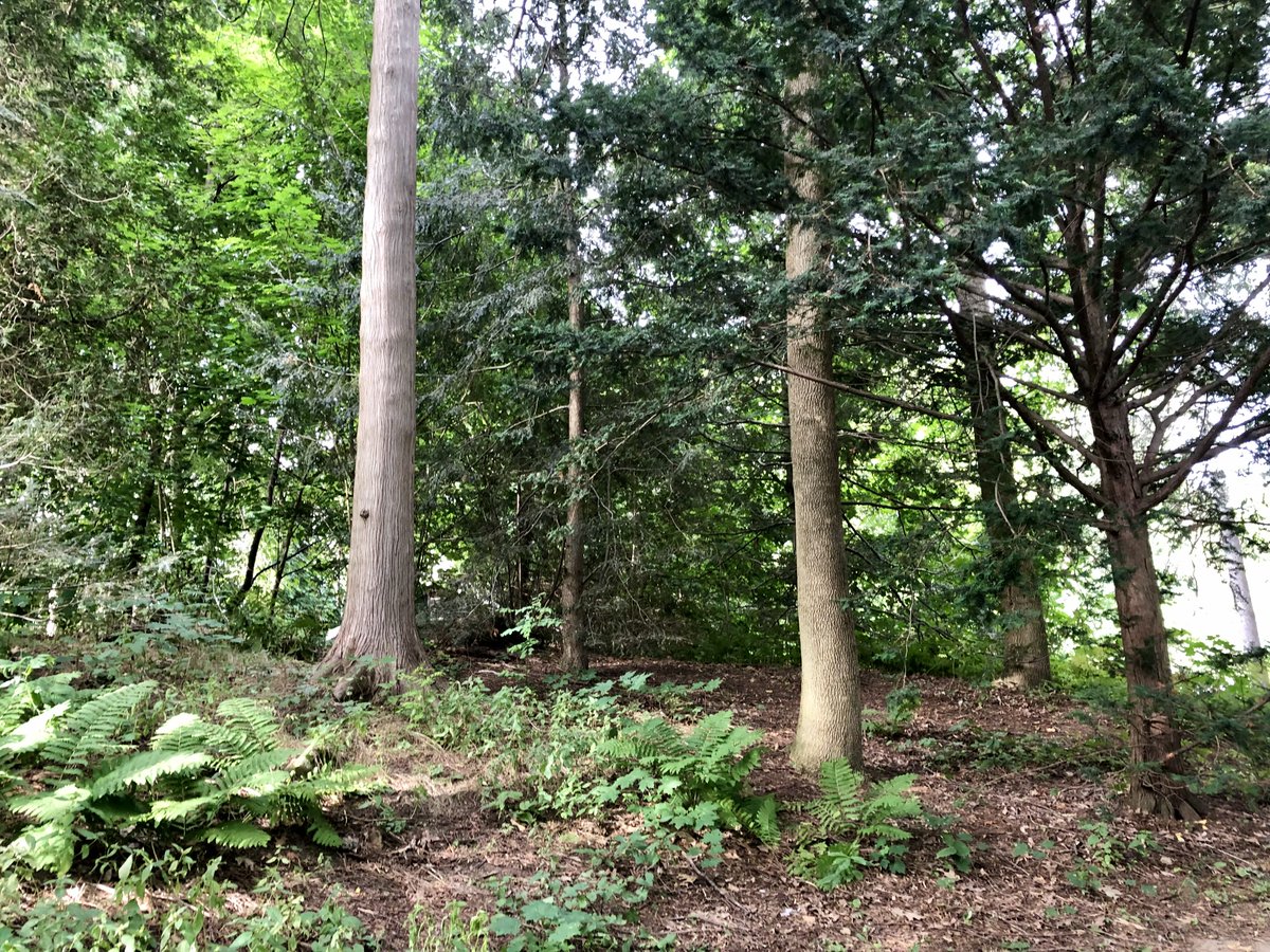 CamdenPublicLibrary tweet media