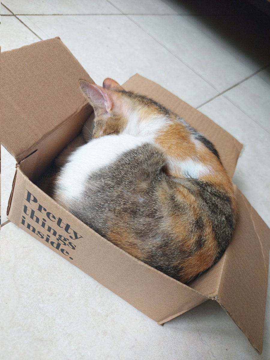 kochengfs's tweet photo. 🐈 kucing tu bs pegel ga sih? dia udah hampir 2 jam tidur disitu 😭 https://t.co/VPI8V6vau9