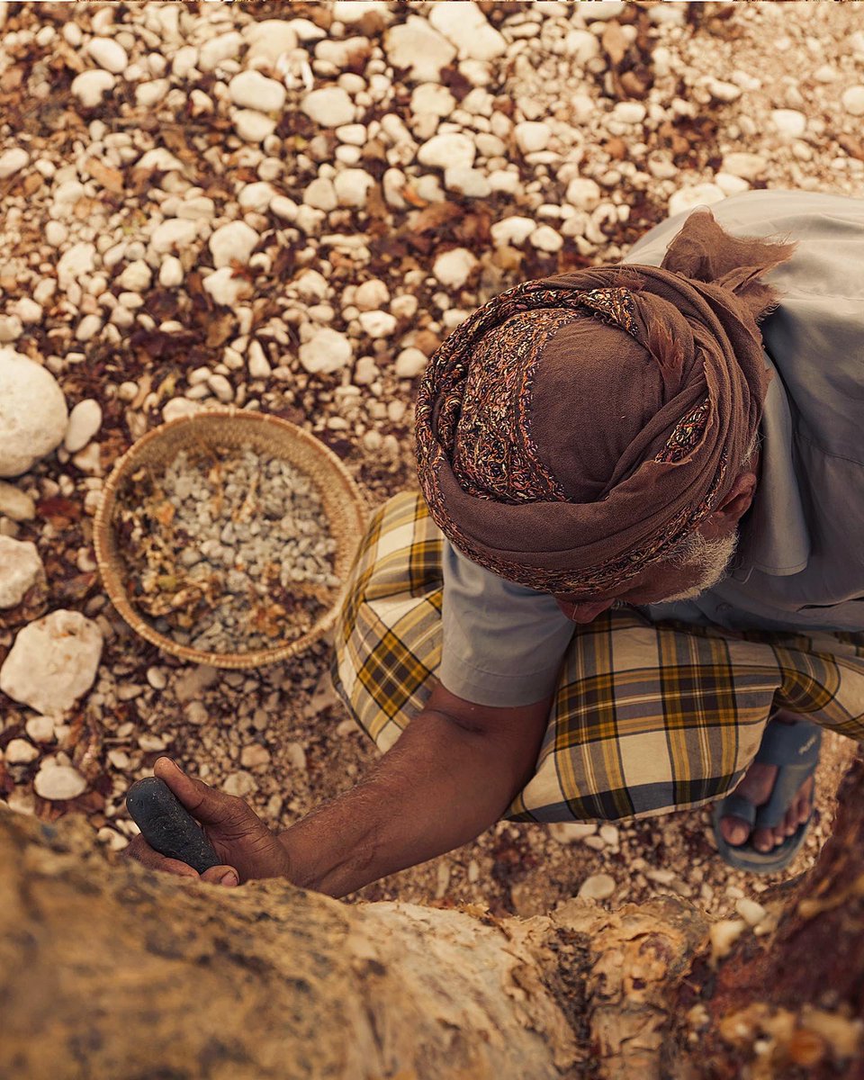 Omanluxury's tweet photo. المنقف — أداة تقليدية تستخدم  في تجريح #شجرة_اللبان لاستخراج عصارتها العطرية الزكية من خلال ثلاثة مراحل تتم خلال أيام محددة

#FrankincenseLand #FromDhofar
#OMANLUXURY #IncenseSet https://t.co/FboQVtiVVy