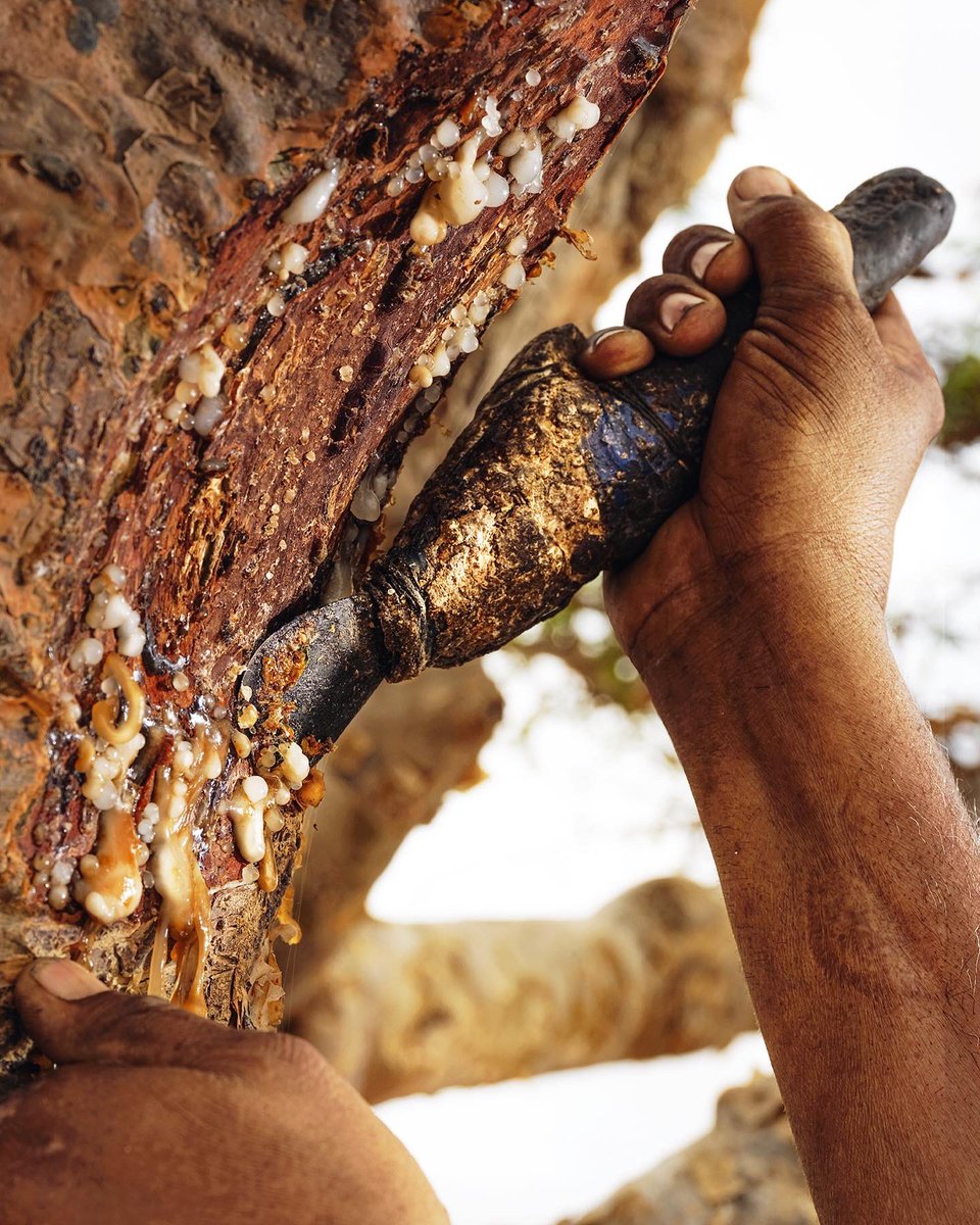 Omanluxury's tweet photo. المنقف — أداة تقليدية تستخدم  في تجريح #شجرة_اللبان لاستخراج عصارتها العطرية الزكية من خلال ثلاثة مراحل تتم خلال أيام محددة

#FrankincenseLand #FromDhofar
#OMANLUXURY #IncenseSet https://t.co/FboQVtiVVy