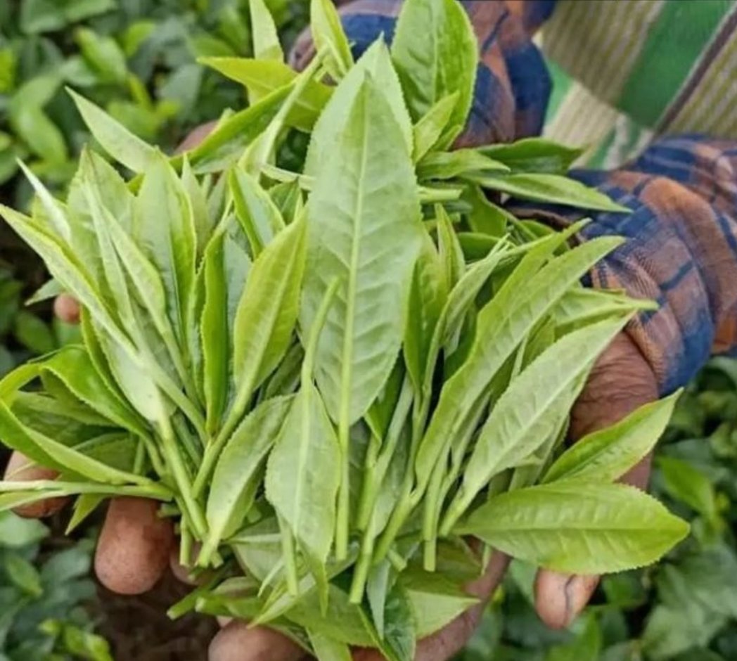 harpal28's tweet photo. Tea plucking, upper assam gardens. Photos courtesy #teabro https://t.co/tPaFZeCCjB
