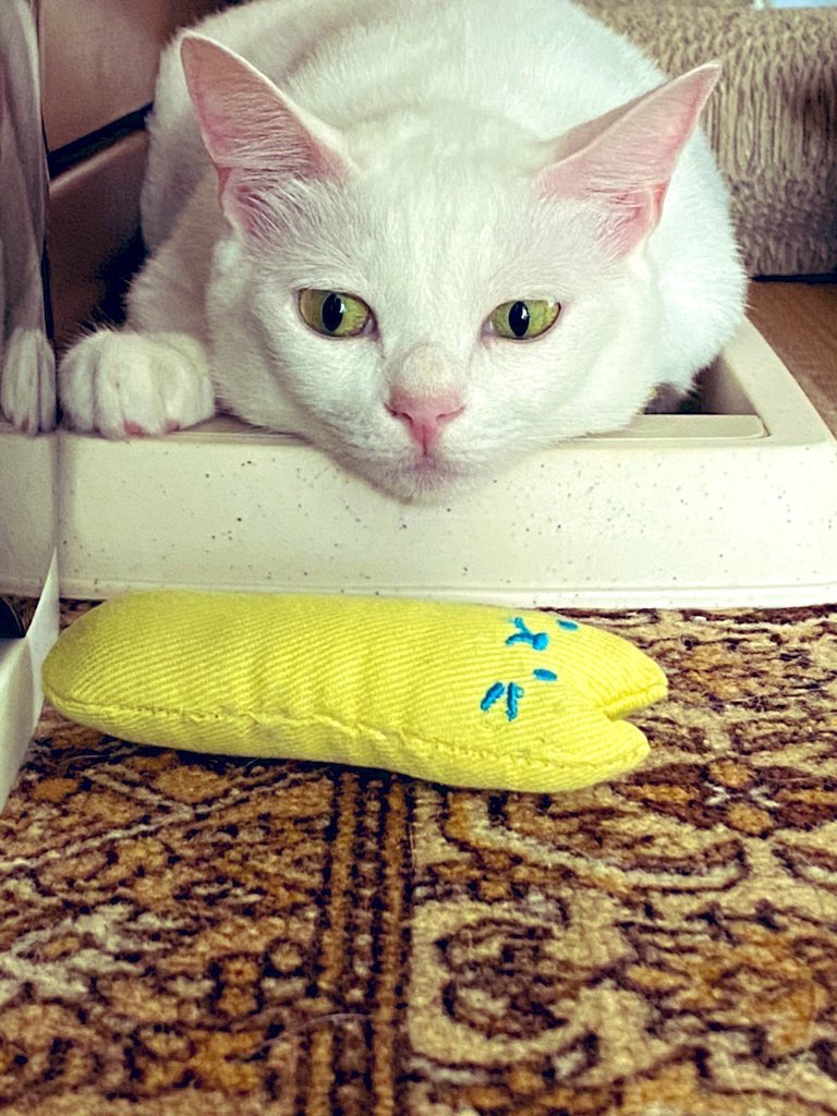 白猫好き 白猫 ZX白