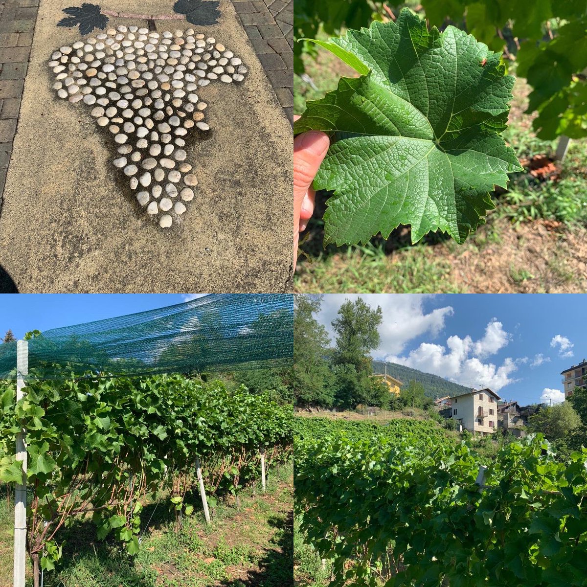 Sara Missaglia tweet media