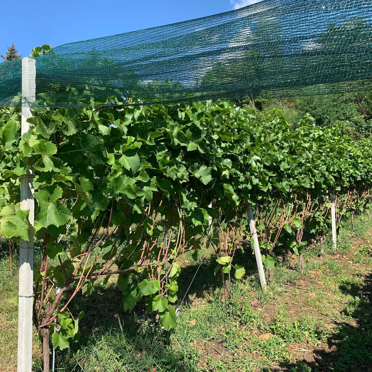 Sara Missaglia tweet media