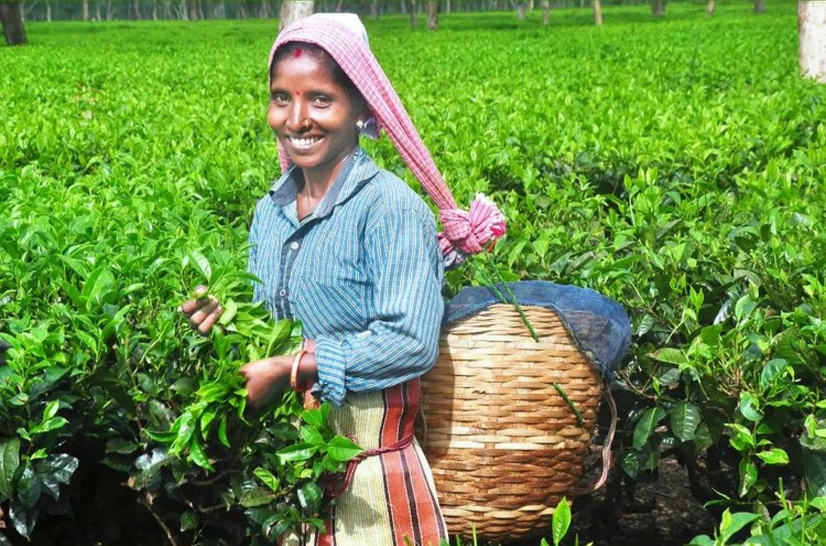 harpal28's tweet photo. Tea plucking, upper assam gardens. Photos courtesy #teabro https://t.co/tPaFZeCCjB