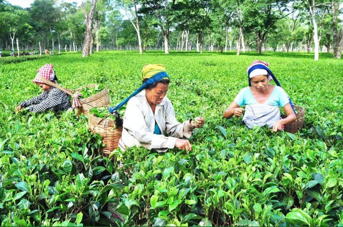 harpal28's tweet photo. Tea plucking, upper assam gardens. Photos courtesy #teabro https://t.co/tPaFZeCCjB