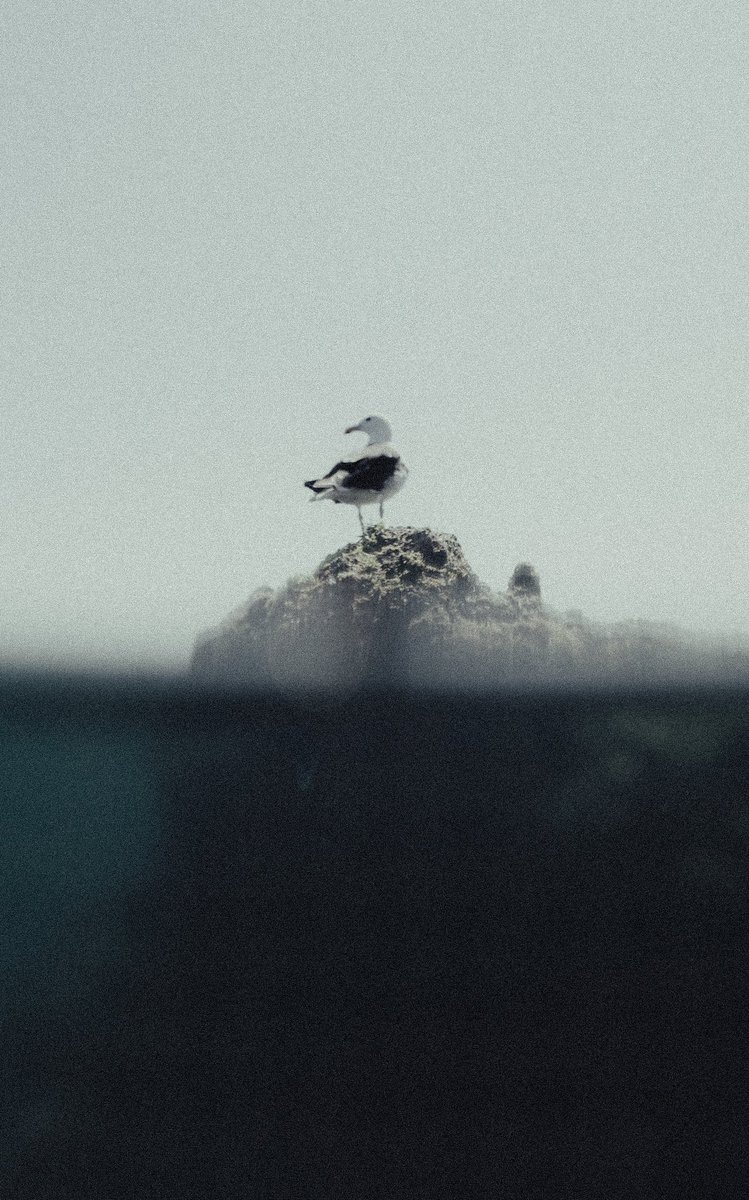 disvare's tweet photo. #fujifilm #XT4 #seagull #ocean #blue #old #vintage https://t.co/6DDnt9YokE