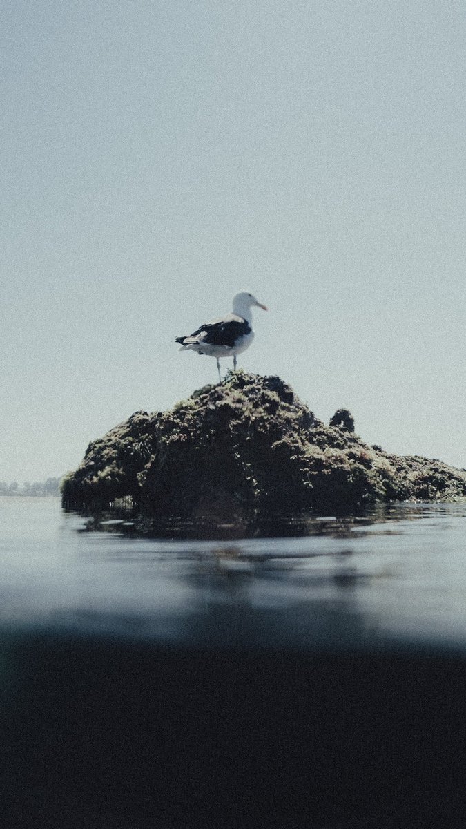 disvare's tweet photo. #fujifilm #XT4 #seagull #ocean #blue #old #vintage https://t.co/6DDnt9YokE