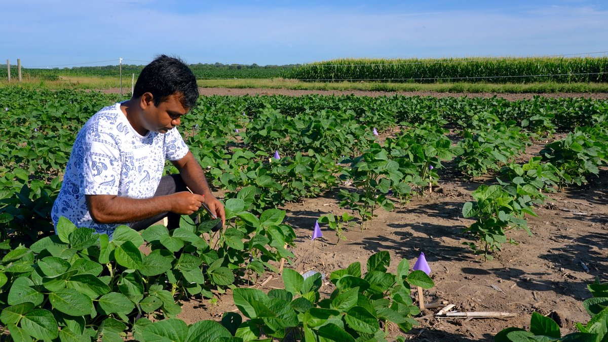 RIPEproject's tweet photo. RIPE researchers from @UofIllinois and @Cambridge_Uni reported a high-throughput method for screening rates of NPQ relaxation in field-grown plants that allows researchers to test hundreds of genotypes within a day.

Paper: https://t.co/m1MA2eL2TI
Release: https://t.co/5qkJfzY3y3 https://t.co/jPsHRclFt6