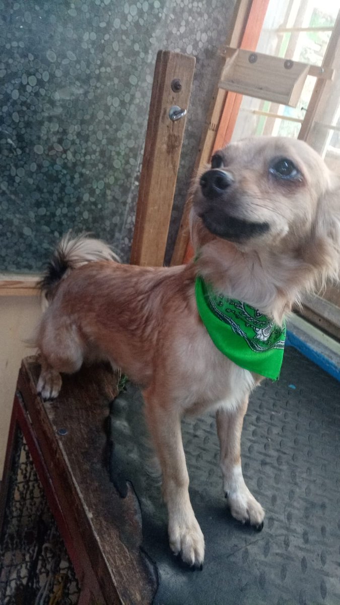 VIBRAmascotas's tweet photo. Chamaco sigue en adopción, nadie ha preguntado por el, es talla chica , convive con otros perritos y niños. es muy sensible, llora si lo regañan. A el lo encontraron una noche. llorando en la calle.  #AdoptaNoCompres #rt wats 5548724347 https://t.co/DobZwC3jve