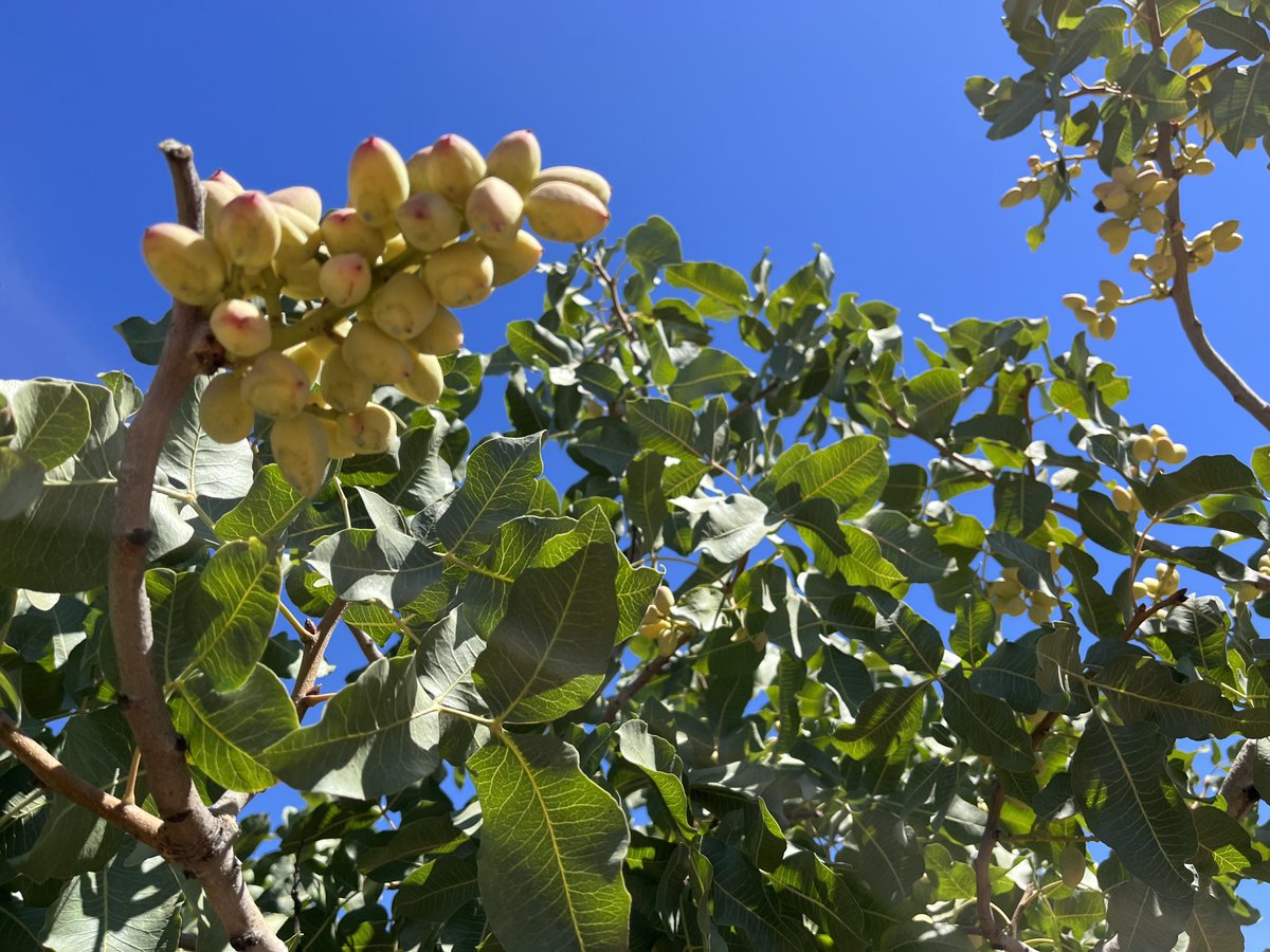 JAVARKES's tweet photo. El uso de Materia orgánica y microorganismos es fundamental para cuidar el #suelo en cultivos como el #pistacho llamado a ser un cultivo referencia en los próximos años #TopFert #Trianum #Agricultura https://t.co/lkuqBc6rOT