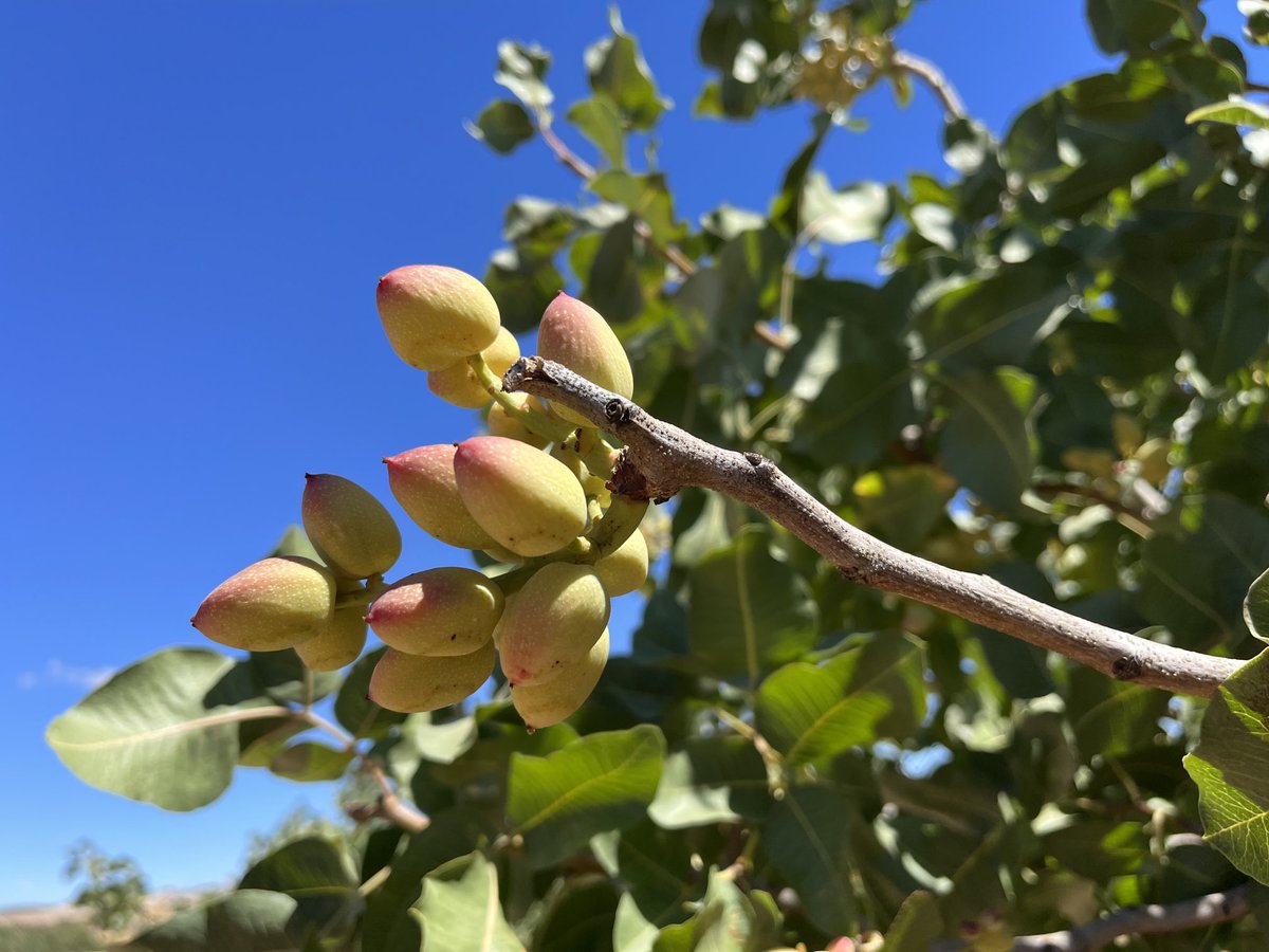 JAVARKES's tweet photo. El uso de Materia orgánica y microorganismos es fundamental para cuidar el #suelo en cultivos como el #pistacho llamado a ser un cultivo referencia en los próximos años #TopFert #Trianum #Agricultura https://t.co/lkuqBc6rOT