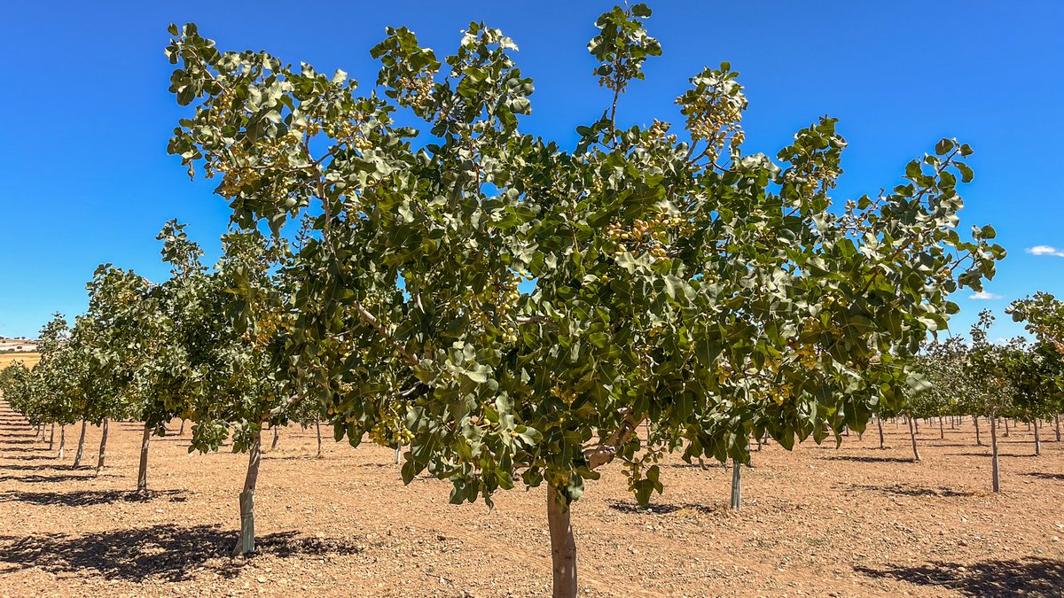 JAVARKES's tweet photo. El uso de Materia orgánica y microorganismos es fundamental para cuidar el #suelo en cultivos como el #pistacho llamado a ser un cultivo referencia en los próximos años #TopFert #Trianum #Agricultura https://t.co/lkuqBc6rOT