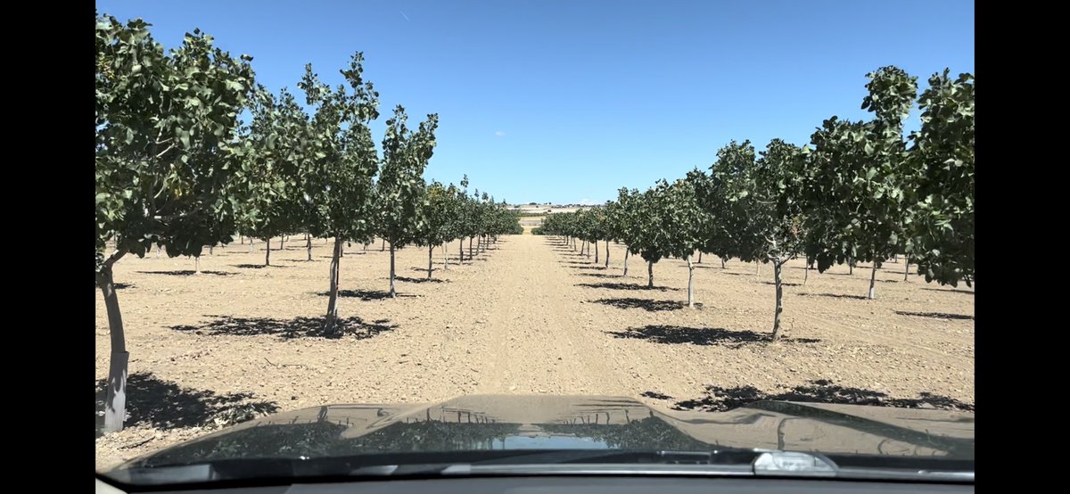 JAVARKES's tweet photo. El uso de Materia orgánica y microorganismos es fundamental para cuidar el #suelo en cultivos como el #pistacho llamado a ser un cultivo referencia en los próximos años #TopFert #Trianum #Agricultura https://t.co/lkuqBc6rOT