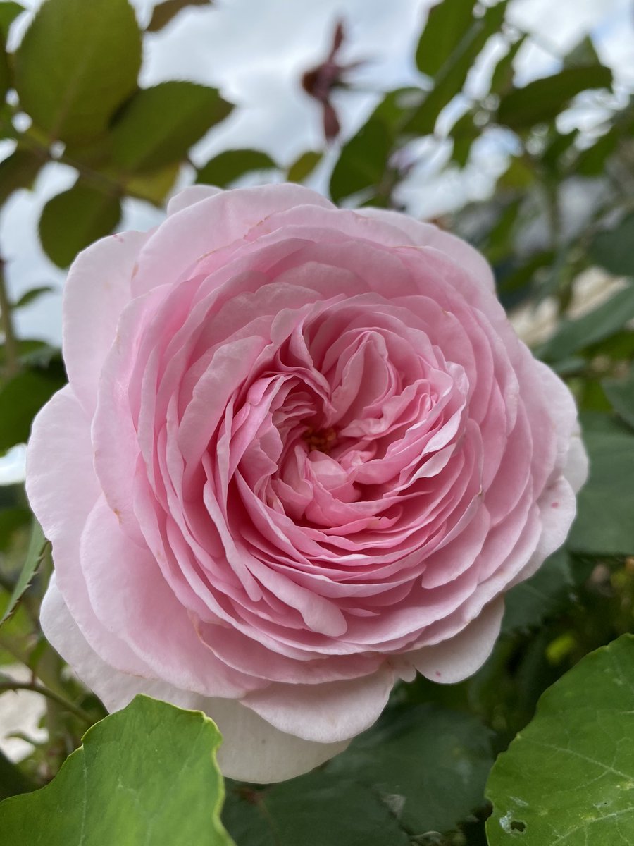 Somewhe07814641's tweet photo. #roseaday This was bought as a Queen Elizabeth. I don’t think that’s correct but it is a healthy, heavy flowerer so I’m just as happy #roses #gardening #flowers https://t.co/gazFlQQYTJ