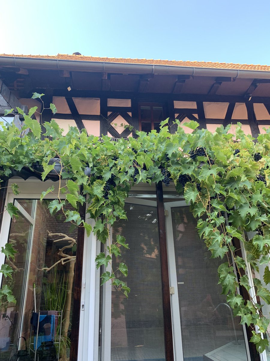 NatalieConsta1's tweet photo. I’m having a vine day #NursesActive #ImperialActive @karhod21 @JoyAntonetteP @fatimanaveedra1 @EvelynRoseGome1 https://t.co/4sKZL4xqCB