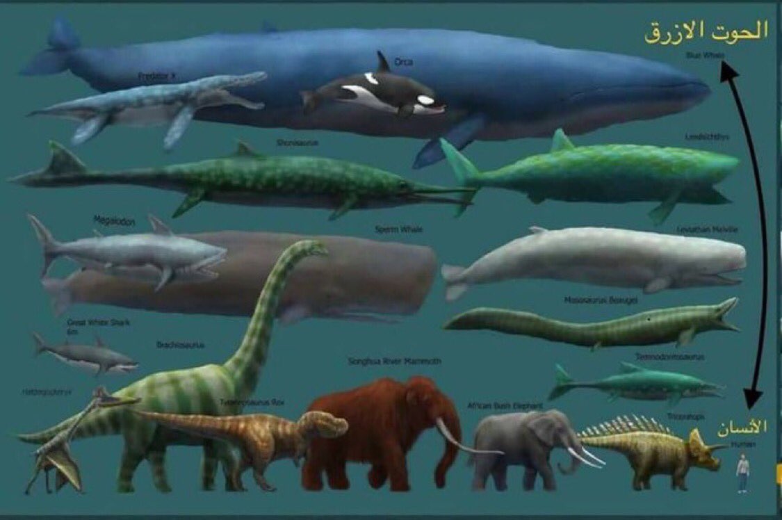 mnaw7's tweet photo. الحوت الأزرق 🐳   أكبر كائن على وجه الأرض ، ويحتاج كل يوم بما لا يقل عن 3 أطنان ونصف من السمك ؟!

خلقه الله وتكفل به لحكمة يعلمها الله 3 أطنان ونصف من الغذاء كل يوم لكائن واحد من خلقه ، وأنت تقلق على رزقك !
.

استعن بالله وخذ بالأسباب وثق بالله https://t.co/596y1I6G5n