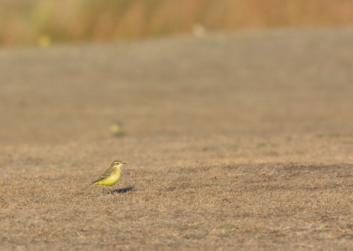 LMHooperbirder's tweet photo. Finally got some Yellow Wagtail numbers similar to last year at Gilkicker with a flock of 40+ on the golf course early morning with small groups going over regularly too https://t.co/1HeEq0vAr9