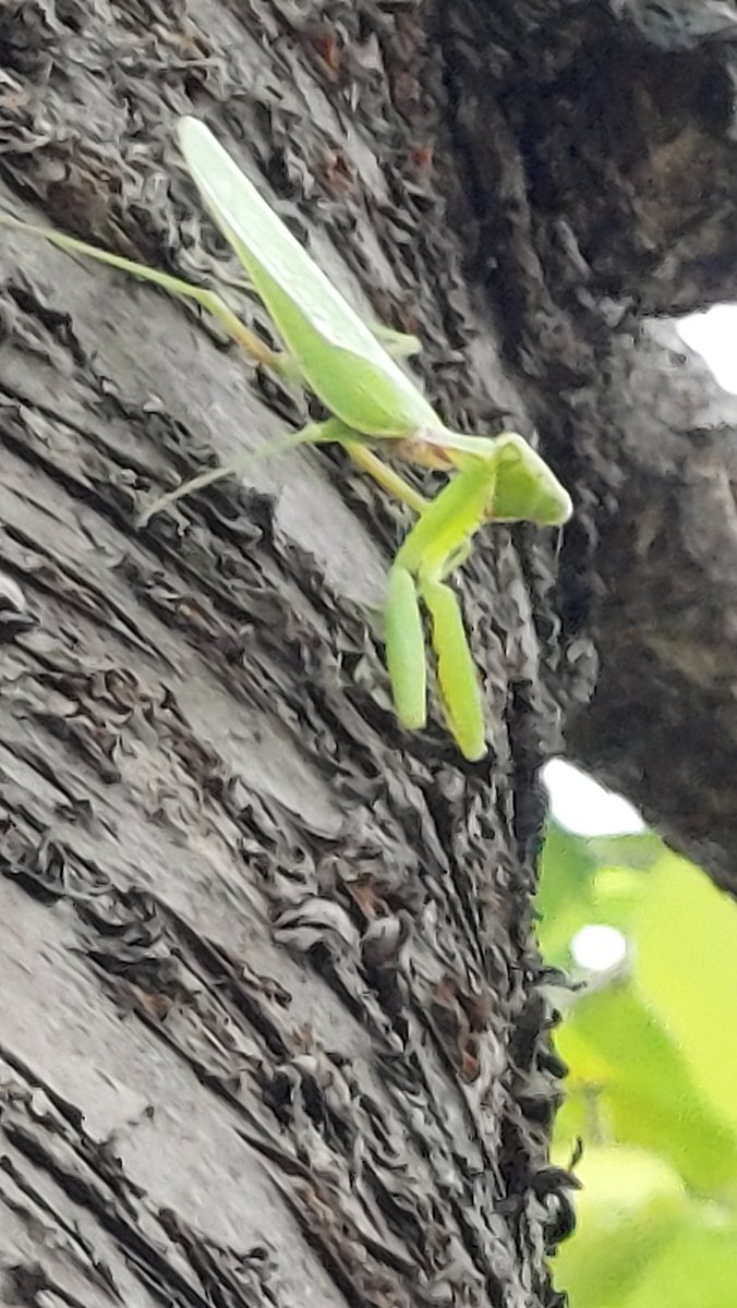 yzbekO's tweet photo. 🐲 カマキリ 🐲
おやっそんな所に
♪
なんと桜の幹に ♪︎♪︎
こっちを見ている ♪♪♪
・
#insect
#カマキリ
#蟷螂 #鎌切
#MantodeaMantis
#昆虫綱カマキリ目
#肉食性の昆虫
#Mantis
#InsectPictures https://t.co/cRjvBX2I6x