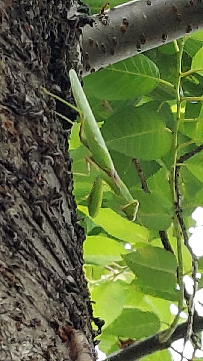 yzbekO's tweet photo. 🐲 カマキリ 🐲
おやっそんな所に
♪
なんと桜の幹に ♪︎♪︎
こっちを見ている ♪♪♪
・
#insect
#カマキリ
#蟷螂 #鎌切
#MantodeaMantis
#昆虫綱カマキリ目
#肉食性の昆虫
#Mantis
#InsectPictures https://t.co/cRjvBX2I6x