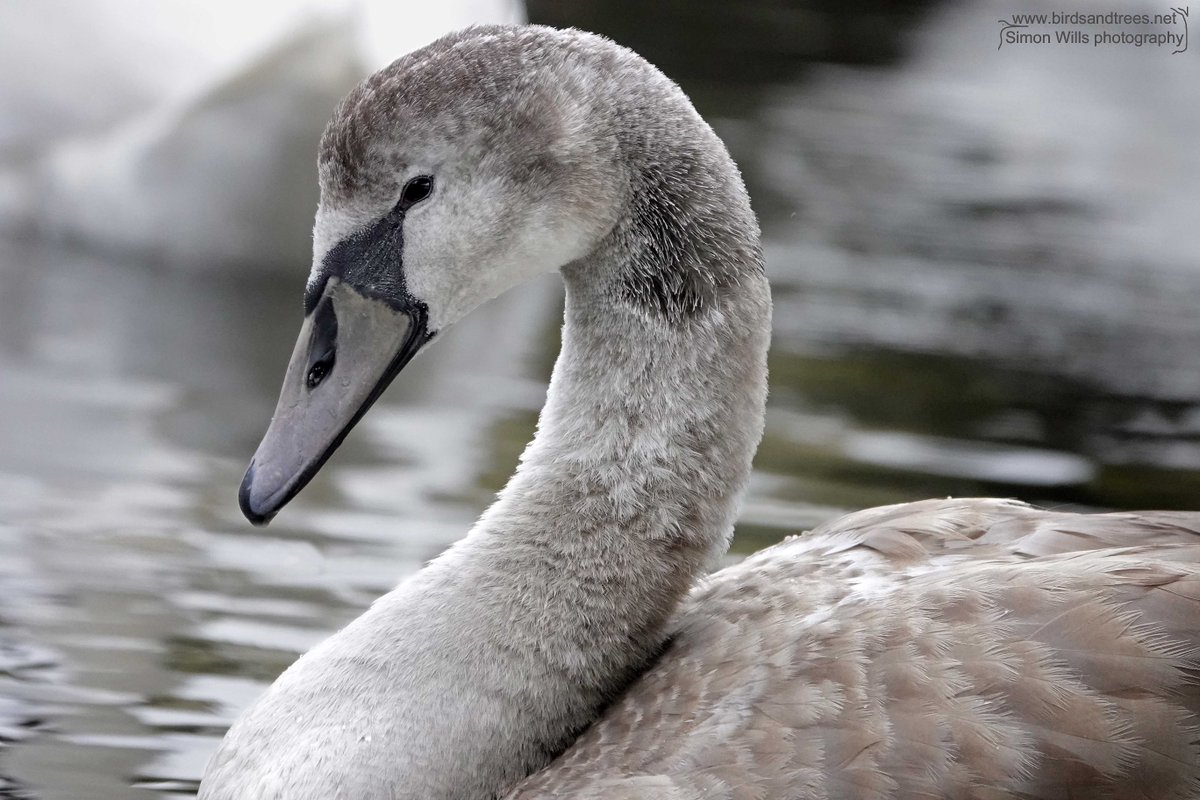 I always think cygnets have such gentle faces. Those soft, downy feathers are almost like fur. #birdtonic #birds #NaturePhotography