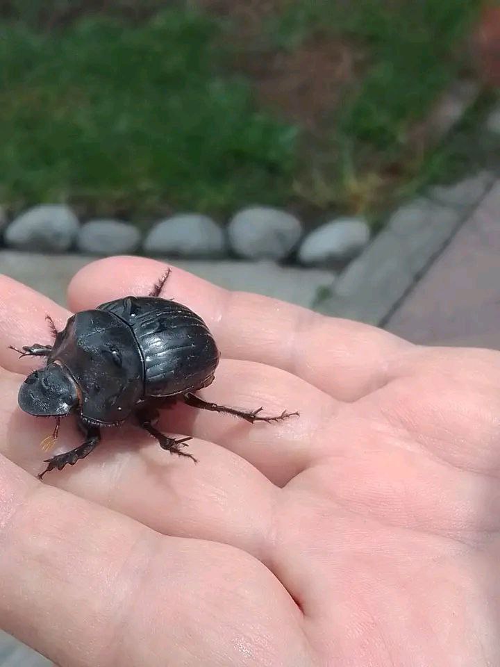 bichostw's tweet photo. Dichotomius 🪲

Es el escarabajo más diverso de Sudamérica, con 148 especies 🪲.

Es el animal con más apariciones en México 🇲🇽 https://t.co/wmtIx2gwMa