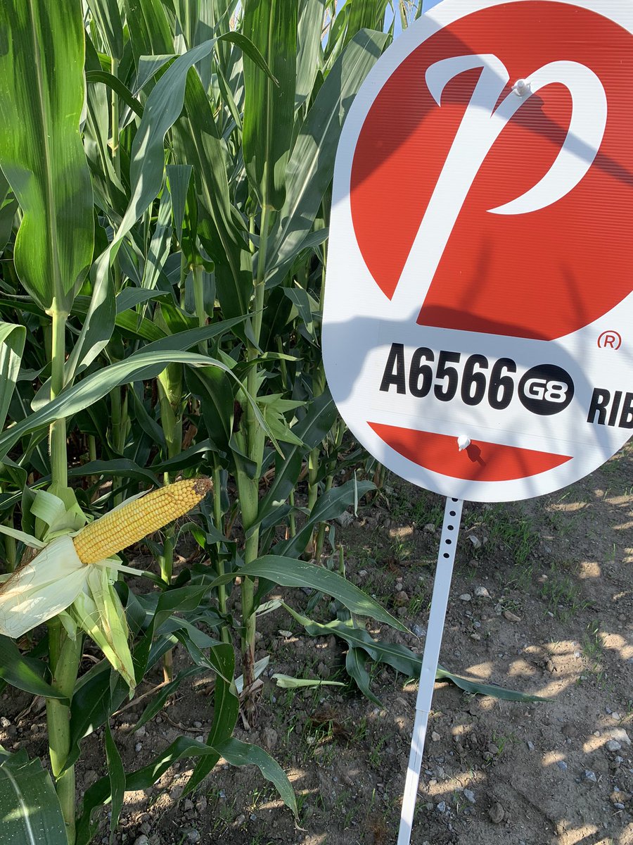 Travis MacPherson tweet media