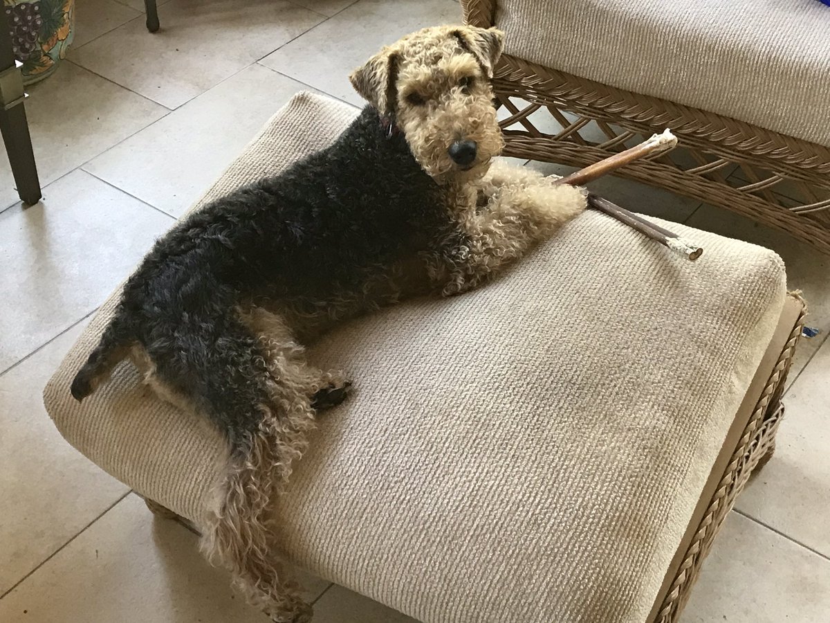ceri_wt's tweet photo. What??  Of course I can eat 2 bully sticks at once 🤣🤣🤣 
#FoundTreasure https://t.co/IttrOQQiS3