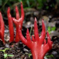 触れるだけでめちゃくちゃ危ない！ニワトリのトサカのような「カエンタケ」。