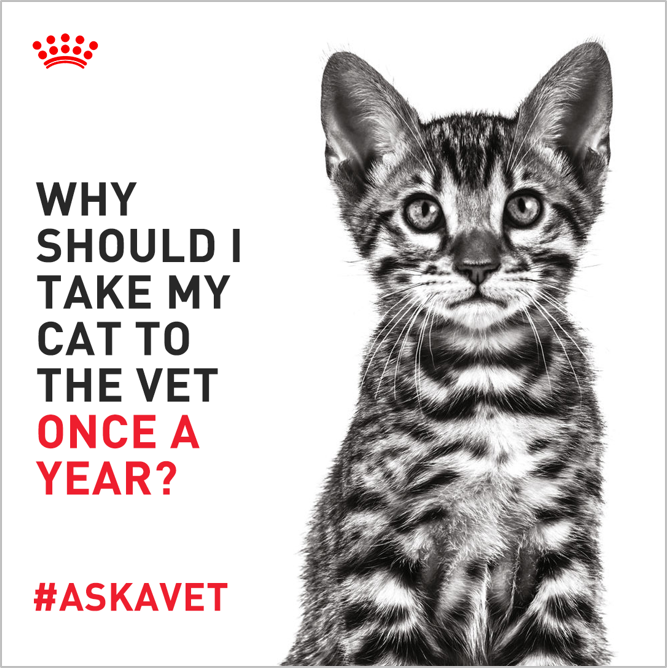 RoyalCanin's tweet photo. Know anyone who pretends they’re not sick to avoid a trip to the doctor? Spoiler alert: it’s the furry friend living in your house. Dr. Pletz tells us why annual visits are critical for cats.
#AskAVet https://t.co/tTlhFdt4Wy