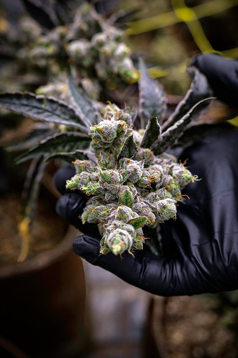 Big buds, big aroma, big taste. Top quality is what we do and we’re so excited for this next batch to get to you!
#420Life #CannabisCommunity #houseofboaz