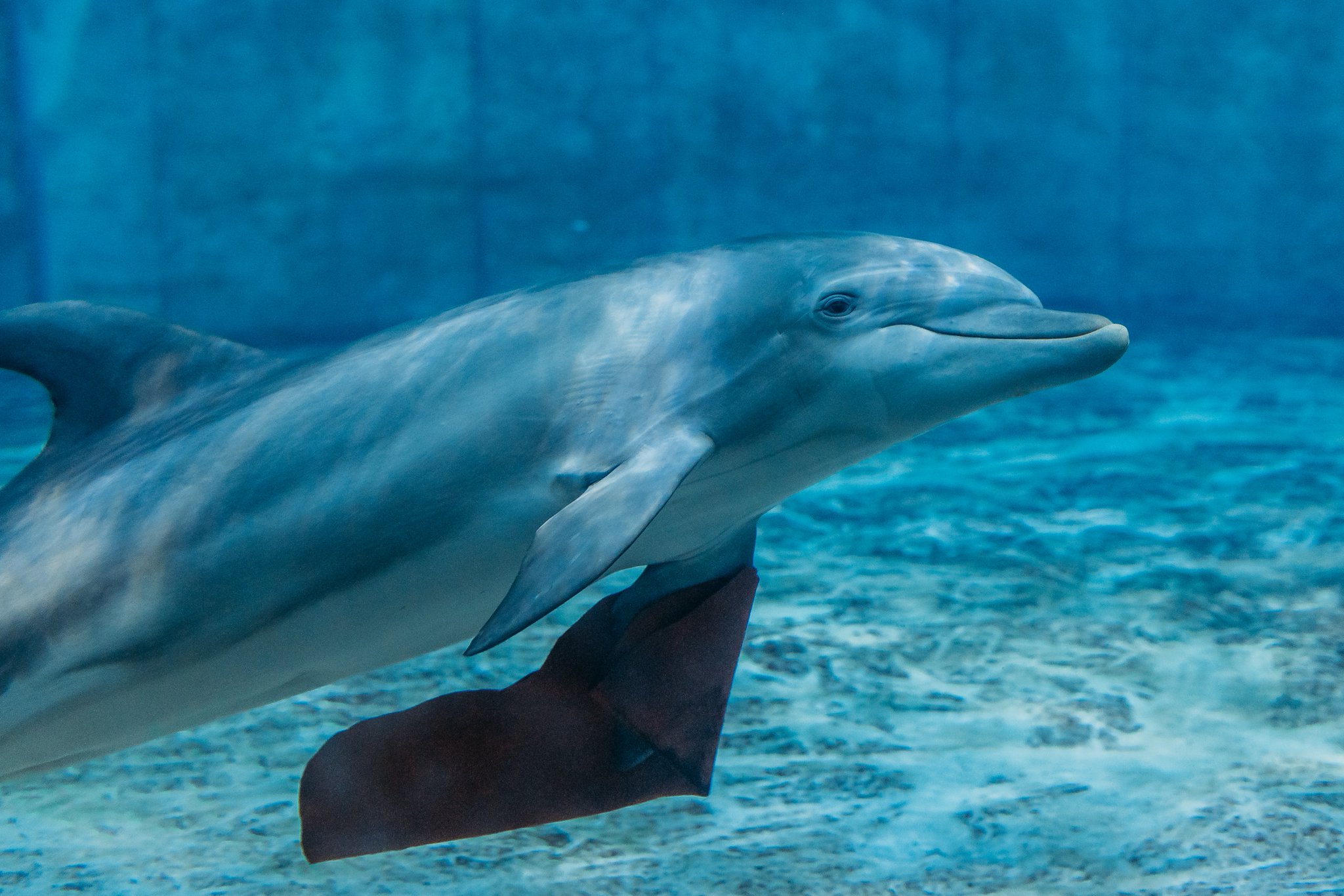 Clearwater Aquarium on Twitter "If you could describe your Monday with one emoji, which one