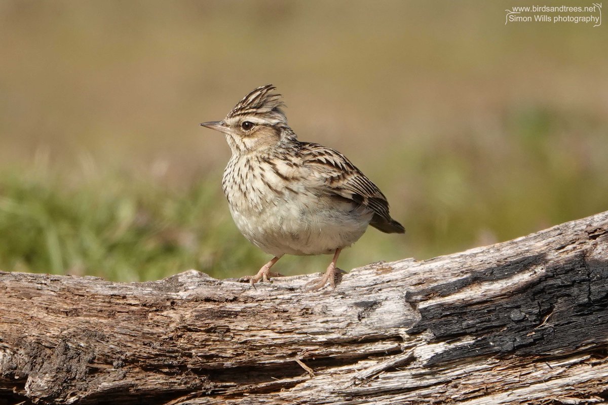 I followed this Woodlark for a while before he stopped and posed for me. He kindly displayed his crest too. These birds are usually seen a long way away on the other side of a field. So it was nice to see one close up. #birdtonic #BBCWildlifePOTD