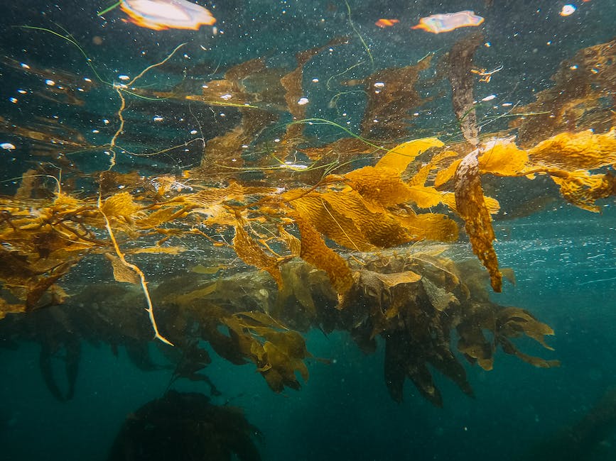 Carbon offsets through #seaweed sinking in the #DeepOcean lack documentation and could involve unintended consequences... #MarineCDR #CDR

▶️ Read the new Perspective paper led by @Ricart_Aurora_M @BigelowLab in #ERL here: ow.ly/PoPP50KqpfH