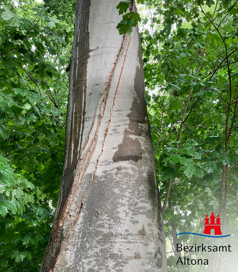 BA_Altona's tweet photo. Bei Baumkontrollen wurden bei einer 120 Jahre alten Rotbuche im #Jenischpark im Bereich der Baron-Voght-Straße tiefe Risse am Stamm festgestellt. Die Bruchsicherheit ist nicht mehr gegeben, sodass der Baum heute leider gefällt werden muss. Ersatzpflanzung: 3 Rotbuchen im Umfeld. https://t.co/A0ICQchyv0