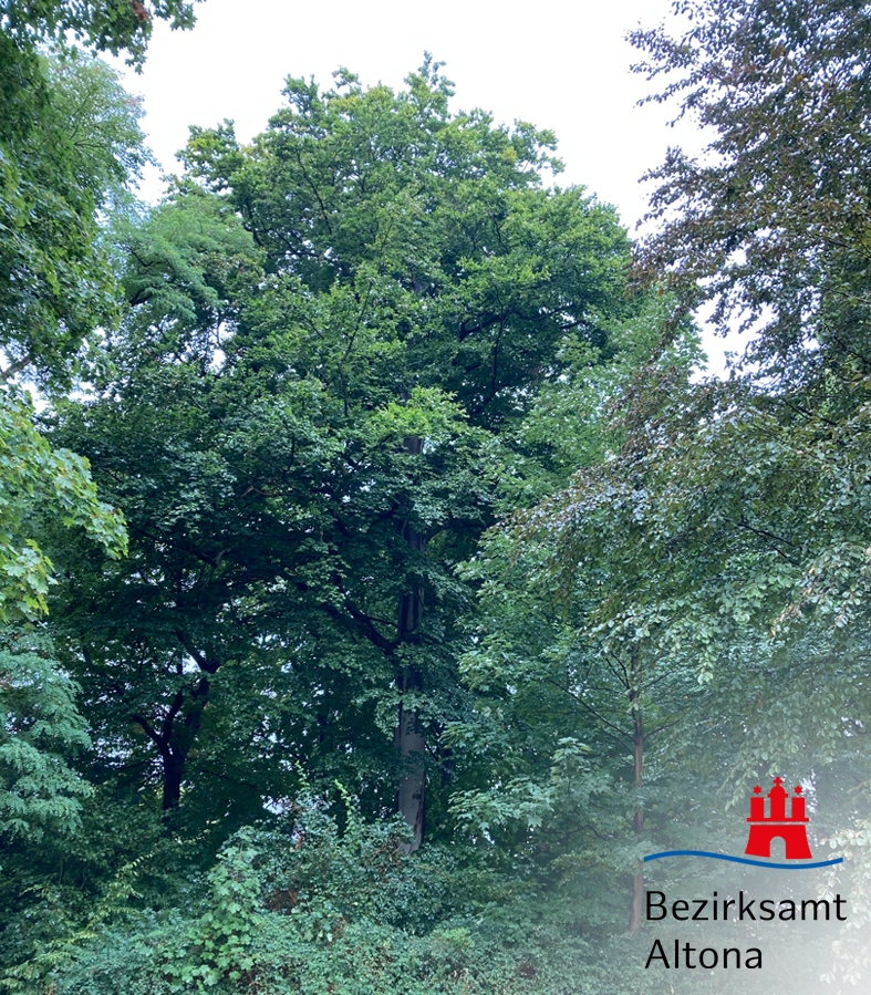 BA_Altona's tweet photo. Bei Baumkontrollen wurden bei einer 120 Jahre alten Rotbuche im #Jenischpark im Bereich der Baron-Voght-Straße tiefe Risse am Stamm festgestellt. Die Bruchsicherheit ist nicht mehr gegeben, sodass der Baum heute leider gefällt werden muss. Ersatzpflanzung: 3 Rotbuchen im Umfeld. https://t.co/A0ICQchyv0