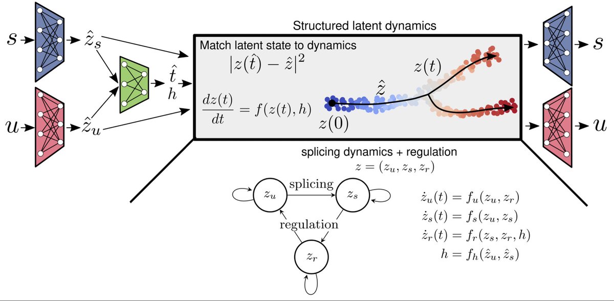 razoralign's tweet photo. LatentVelo: Inferring single-cell dynamics with structured dynamical representations of RNA velocity https://t.co/yM3n6gWXTT https://t.co/i6z2FTCCiY