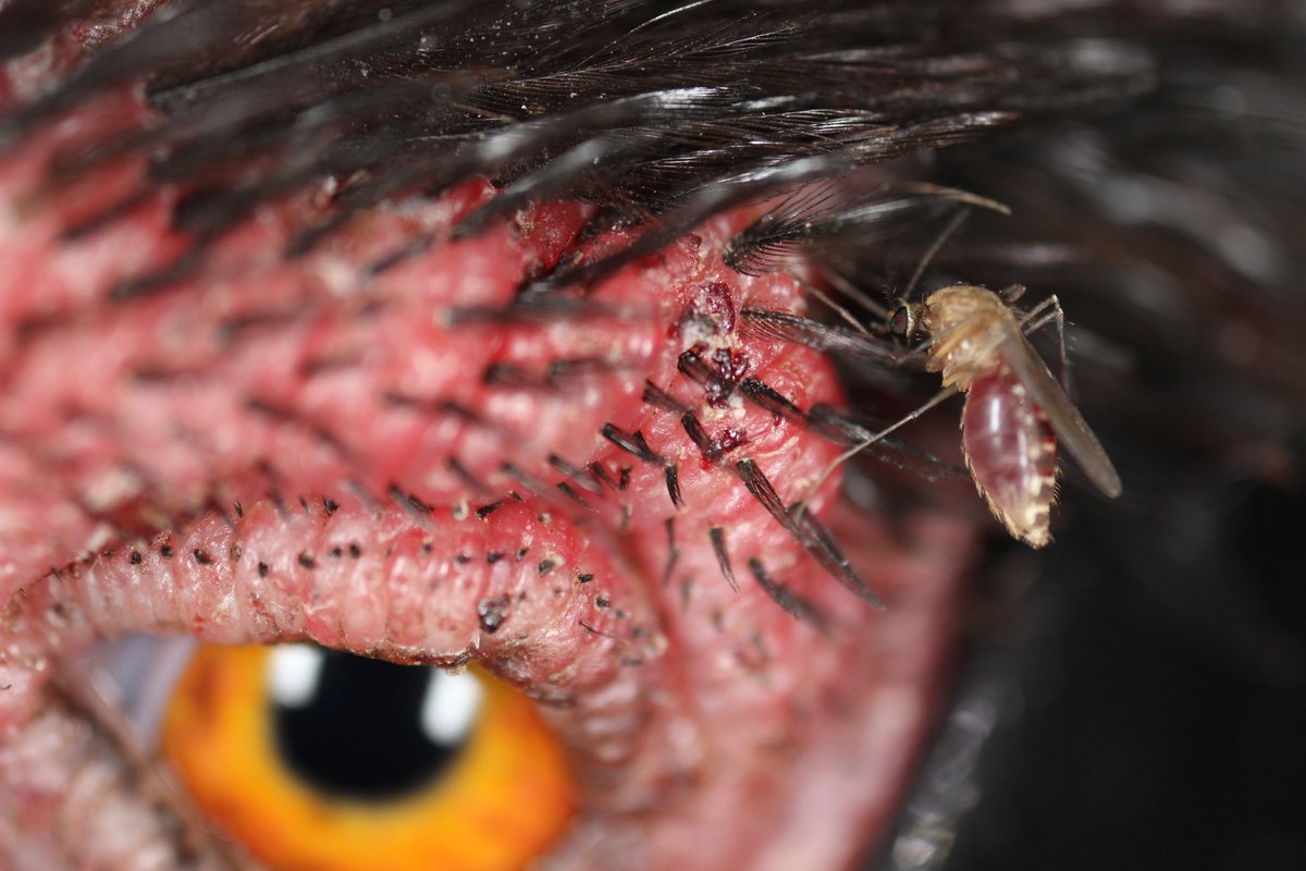 hamer_lab's tweet photo. Always surprised by the clouds of Culex mosquitoes that feast on my backyard chickens.  Took the opportunity over the weekend to capture some macro shots and yielded a bonus Culicoides feeding on the turkey legs. Peak #WestNileVirus season so dump/drain water to #FightTheBite! https://t.co/TWJBStofF2