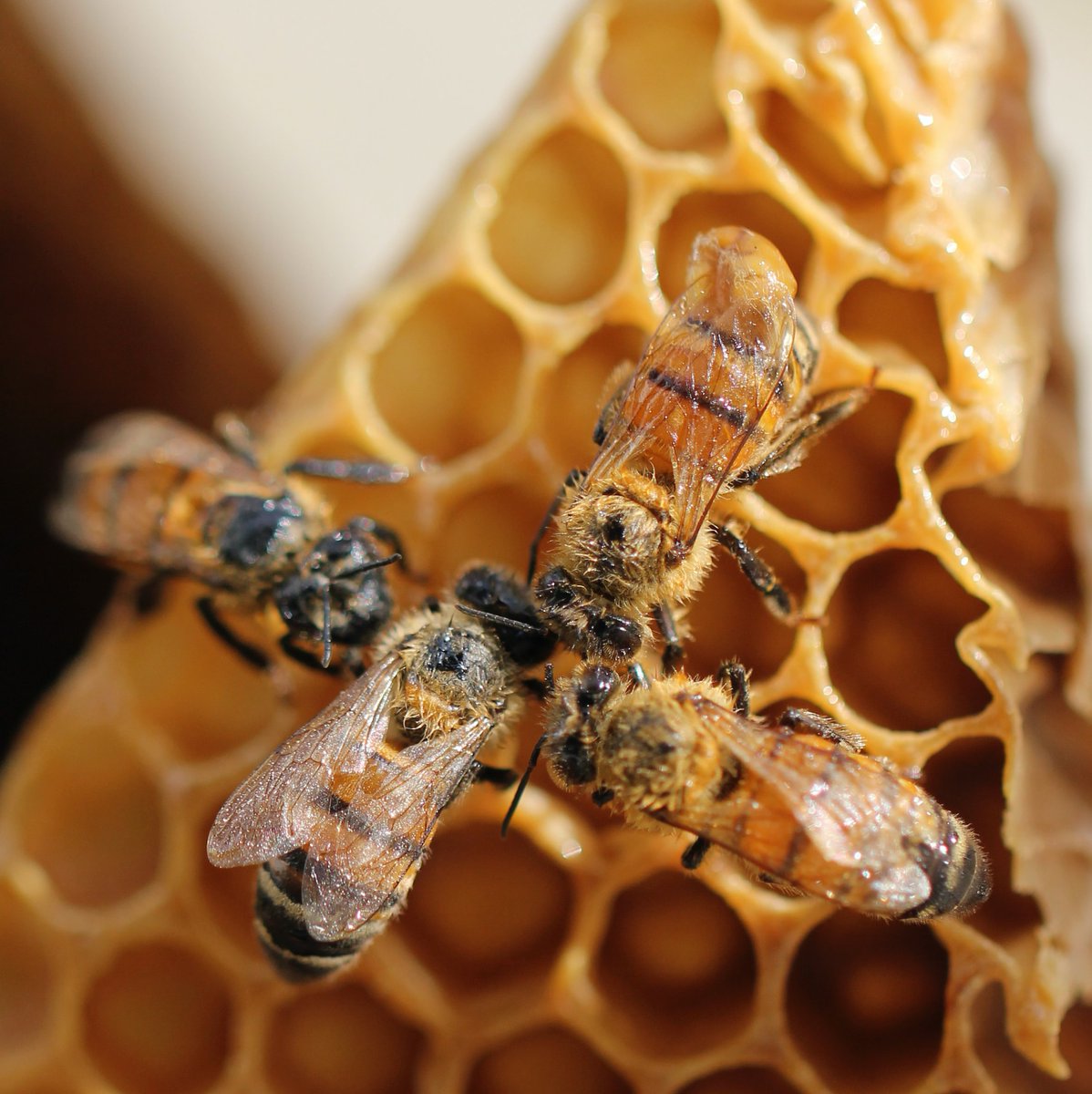 Did you know that a hive of bees will fly over 55,000 miles to make 1lb of honey? And they can create 100lbs of honey in a year? 🍯

Just like bees, our team at Beehive Broadband travels to great lengths to make sure you get the sweet service you are looking for!